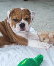 Champion Pure Breed Female English bull puppy for sale